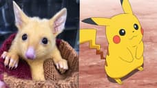 A New Australian Golden Possum With A Rare Mutation Is Named After Everyone's Favorite POKEMON