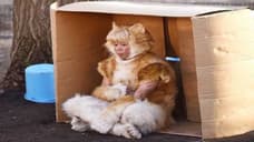 TORA-SAN: Live Action Trailer Released For Upcoming Film