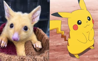 A New Australian Golden Possum With A Rare Mutation Is Named After Everyone's Favorite POKEMON