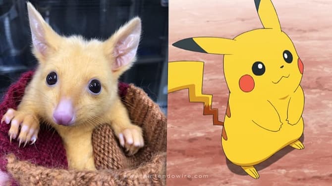 A New Australian Golden Possum With A Rare Mutation Is Named After Everyone's Favorite POKEMON