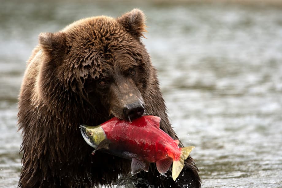 Our-Planet-II-OM3031-15